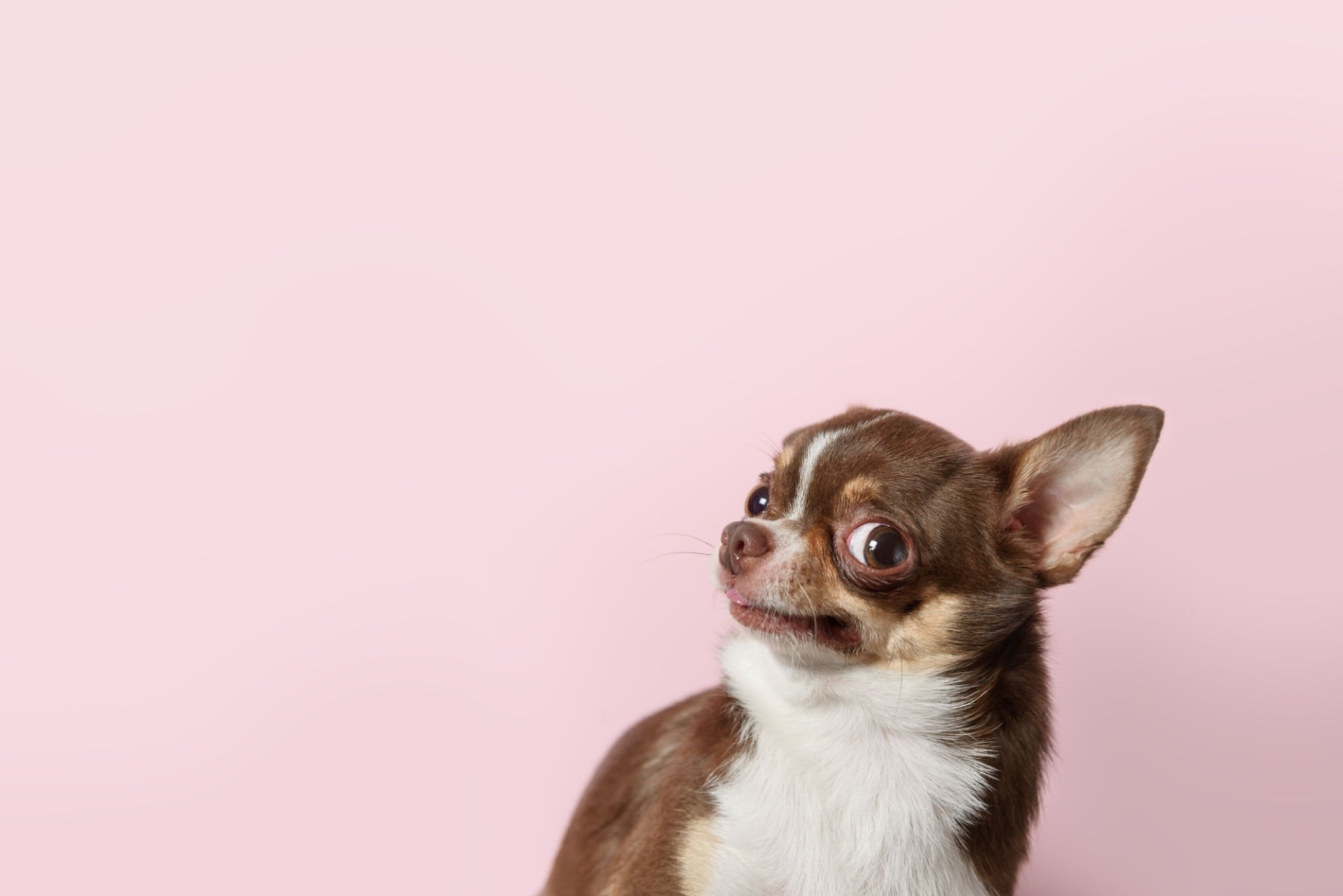 Products For Your Chihuahua