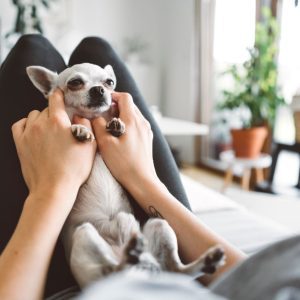 Products For Your Chihuahua