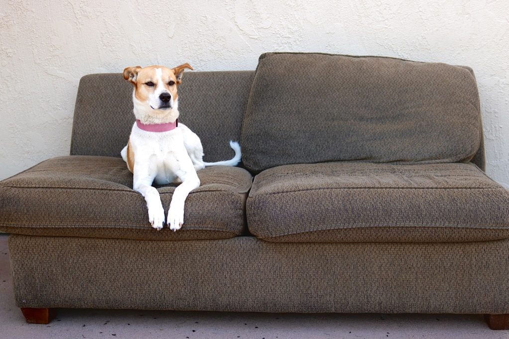 How Can You Keep Your Dog Off the Couch - Trebilo